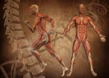 Operationstechnische Assistenz (OTA) Ausbildung Anatomie