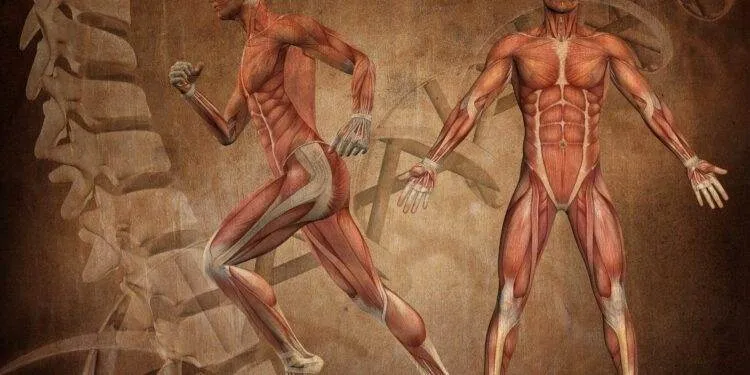 Operationstechnische Assistenz (OTA) Ausbildung Anatomie